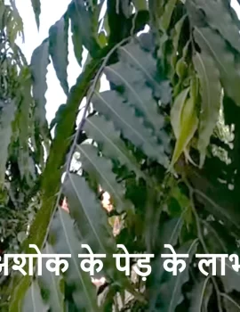 अशोक के पेड़ के लाभ / महत्व, छाल का उपयोग