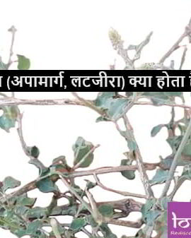 चिरचिटा (अपामार्ग, लटजीरा) क्या होता है?