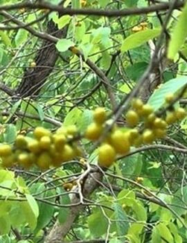 Dahiman पेड़ की लकड़ी या छाल के क्या फायदे है?