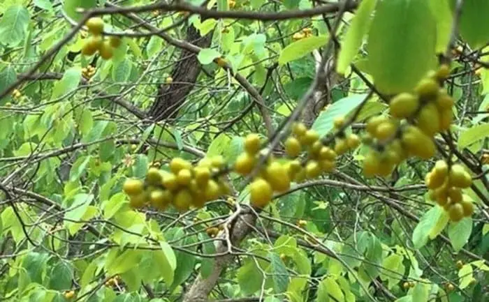 Jaaniye dahiman tree ke fayde aur Dahiman plant botanical name aur dahiman chhal, wood ya dahiman plant ke baare me in hindi