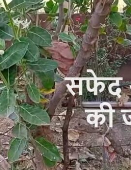 सफेद आक की जड़ / दूध क्या काम आती है?