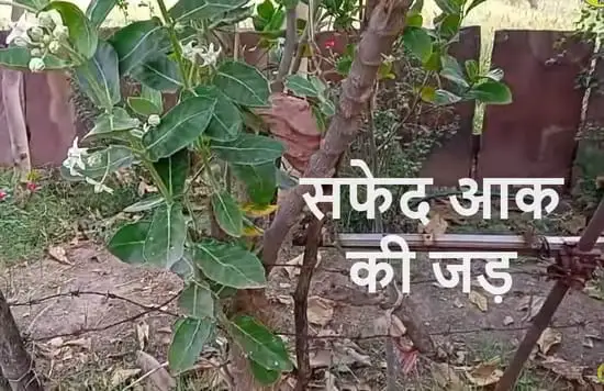 Jane सफेद आक aakde ke doodh ke fayde in Hindi, madar ki jad ke fayde, safed aak ki jad ke fayde, aak ke phool ke totke, safed aakda ke fayde