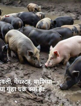 बाहुबली, गैंगस्टर, माफिया या गुंडा चक्र क्या है?