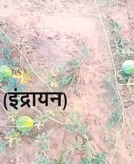 इन्द्रायण क्या है, इसके चूर्ण बनाने की विधि