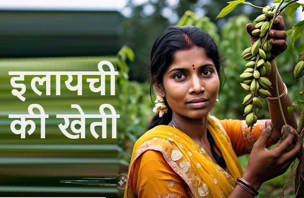 तो अगर आपके पास भी गीली मिटटी रहने वाली या दोमट मिटटी वाली जमीन है तो इलायची की खेती करने के लिए कुछ पौधे लगाकर अपनी किस्मत आजमाए