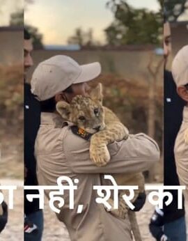 ये कुत्ते का नहीं शेर का बच्चा है?