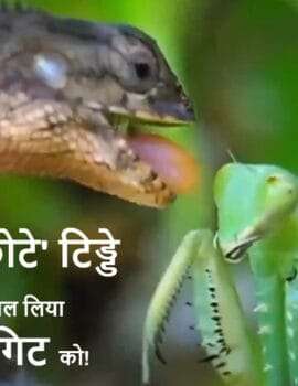 गजब है: एक ‘छोटे’ टिड्डे ने निगल लिया गिरगिट को!