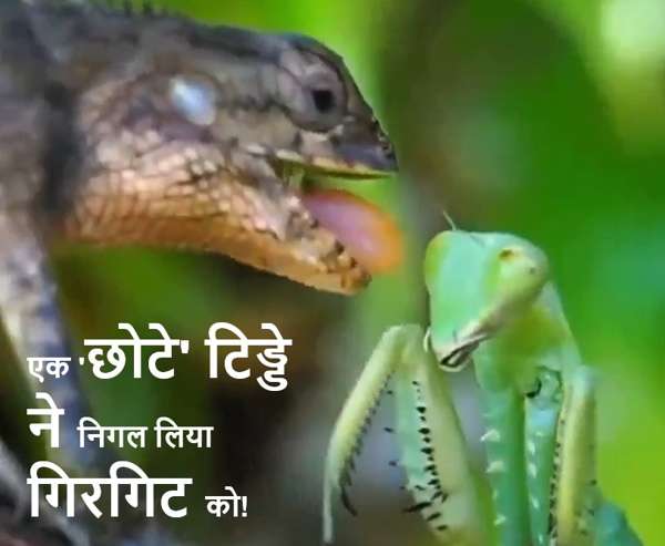 सोशल मीडिया पर इन दिनों प्रकृति का एक और चौंका देने वाला वीडियो तेज़ी से वायरल हो रहा है। एक 'छोटे' टिड्डे ने निगल लिया गिरगिट को! यक़ीन नहीं होता? A small' grasshopper swallowed a chameleon!