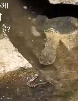क्या कछुआ सांप को खा सकता है? गजबे है