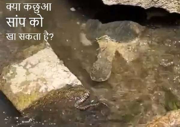 एक कछुए का वीडियो वायरल हो रहा है, कछुए को साँप खाते हुए देखा है, I have seen a turtle eating a snake,